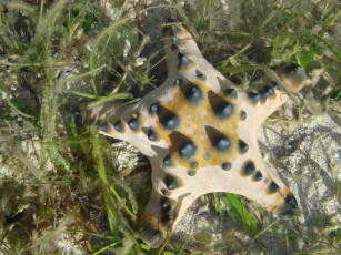 Картинка животные морские звёзды