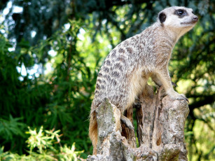 Картинка животные сурикаты