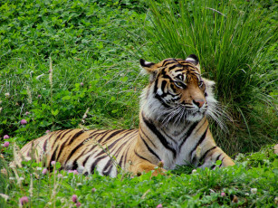 Картинка животные тигры