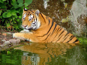 Картинка животные тигры