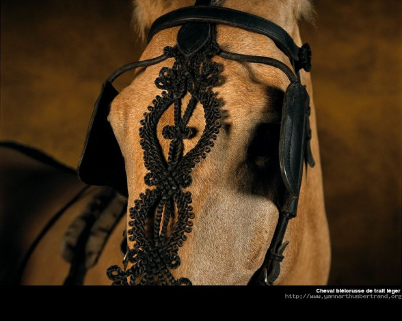 Обои картинки фото животные, лошади