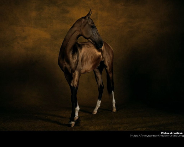 Обои картинки фото животные, лошади