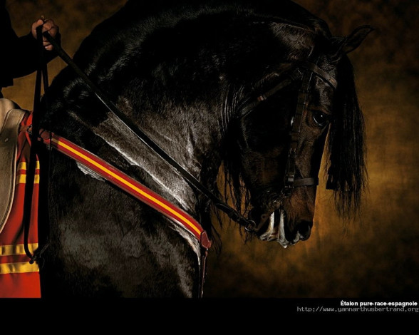 Обои картинки фото животные, лошади