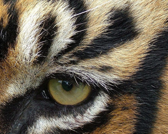 Обои картинки фото животные, тигры