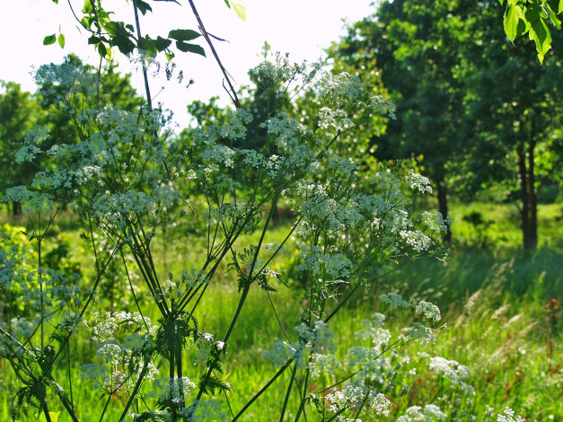 Обои картинки фото цветы, луговые, полевые