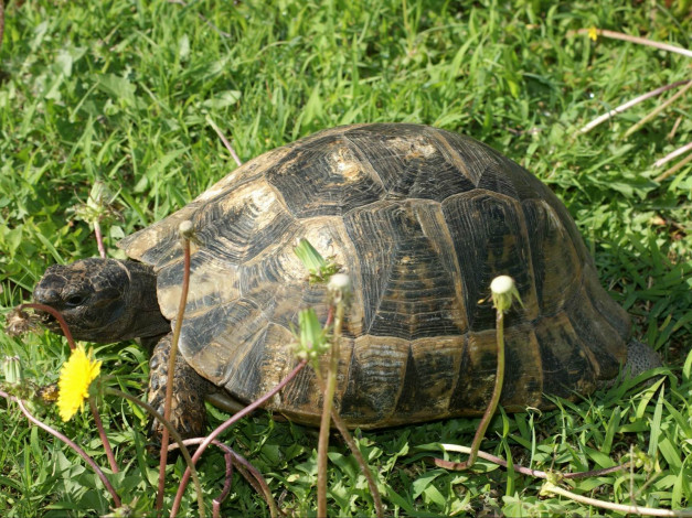 Обои картинки фото животные, Черепахи