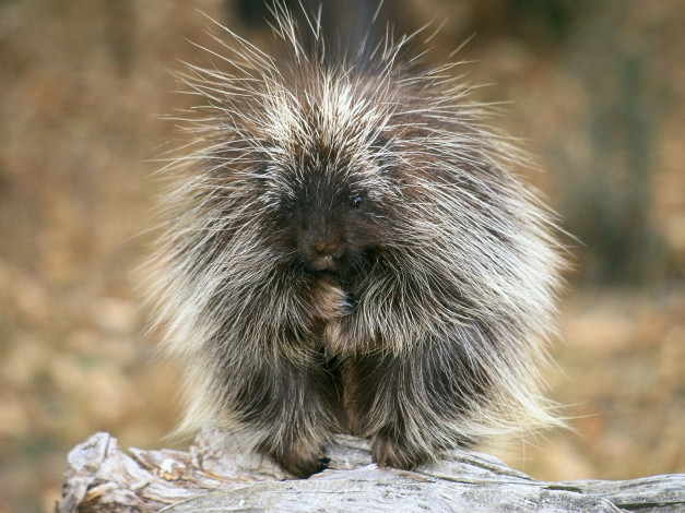Обои картинки фото животные, дикобразы