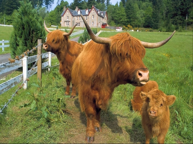 Обои картинки фото животные, коровы, буйволы