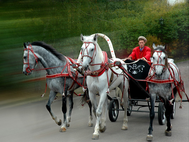Обои картинки фото животные, лошади