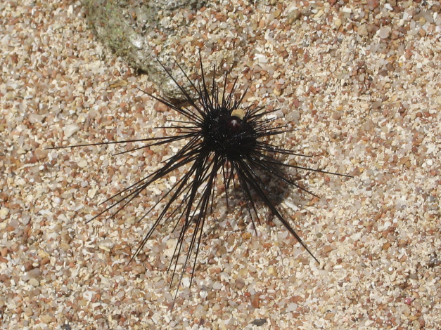 Обои картинки фото животные, морская, фауна