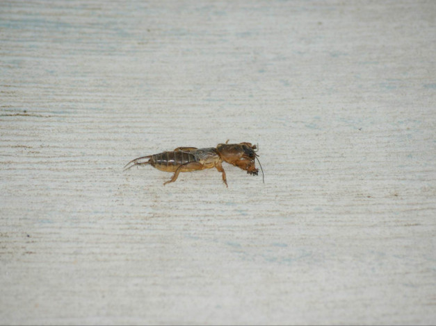 Обои картинки фото животные, насекомые