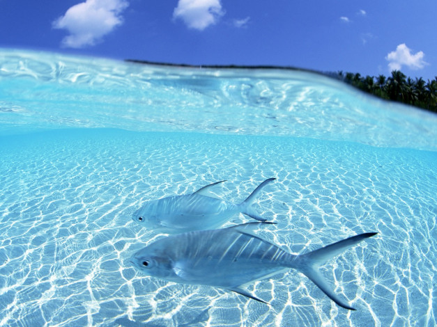 Обои картинки фото животные, рыбы