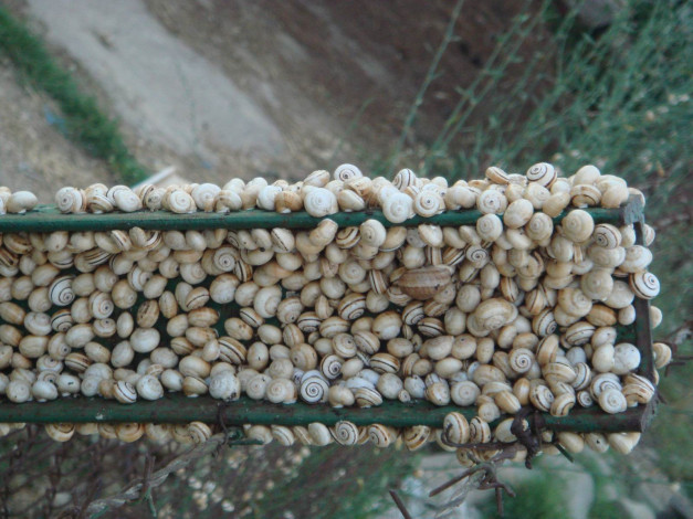 Обои картинки фото животные, улитки