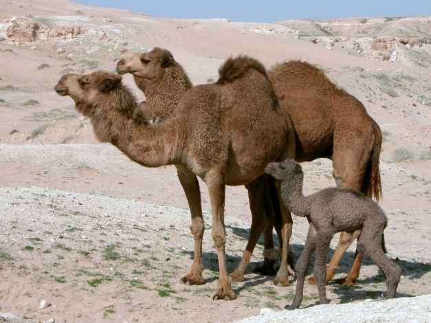 Обои картинки фото животные, верблюды