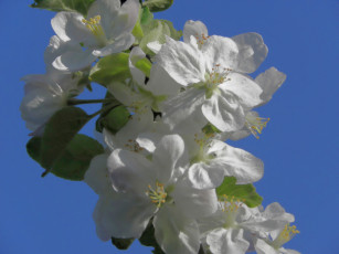 Картинка цветы цветущие деревья кустарники