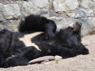 Картинка животные медведи