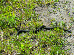 Картинка животные змеи питоны кобры