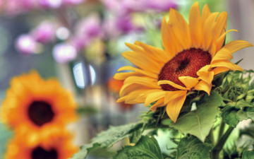 Картинка цветы подсолнухи