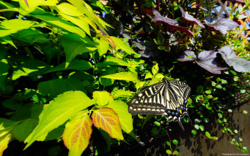 Картинка животные бабочки