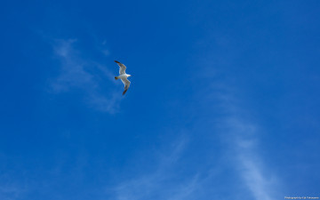 обоя животные, Чайки, бакланы, крачки