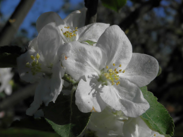 Обои картинки фото цветы, цветущие, деревья, кустарники