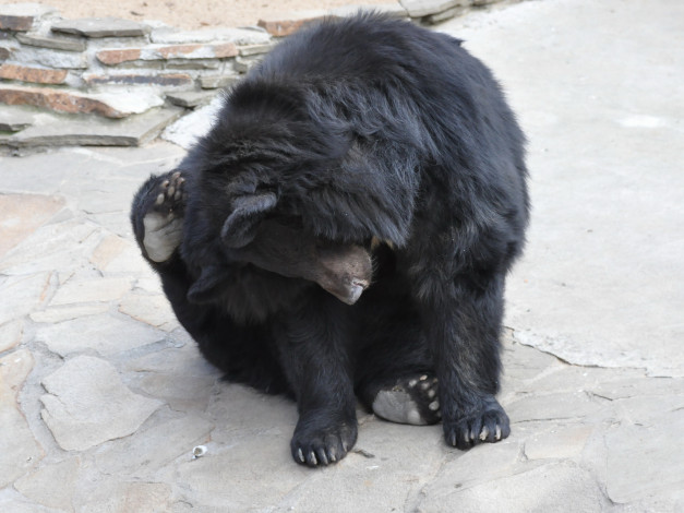 Обои картинки фото животные, медведи