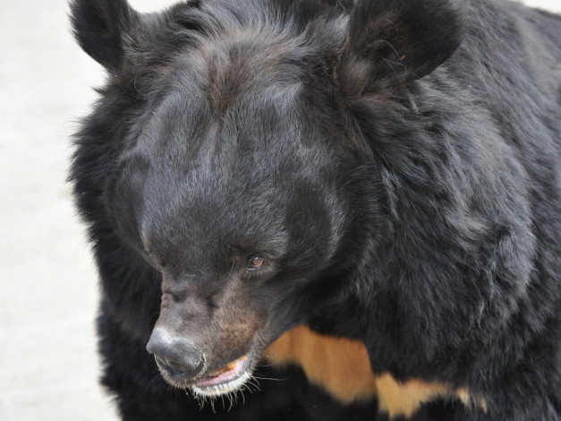 Обои картинки фото животные, медведи