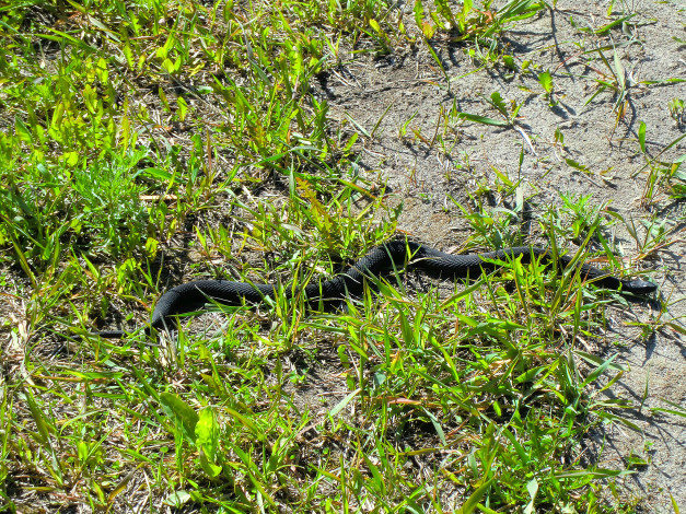 Обои картинки фото животные, змеи, питоны, кобры