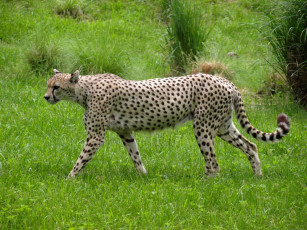 Картинка животные гепарды хищник пятнистый