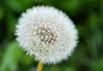 Картинка цветы одуванчики круглый пушистый белый
