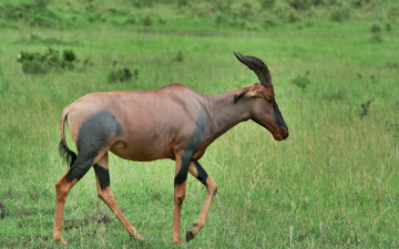 Картинка животные антилопы