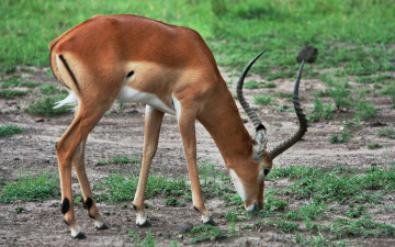 Картинка животные антилопы