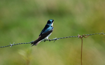 Картинка животные ласточки