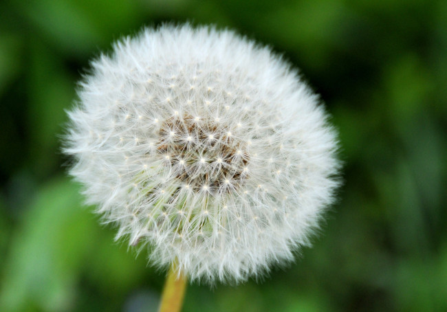 Обои картинки фото цветы, одуванчики, круглый, пушистый, белый