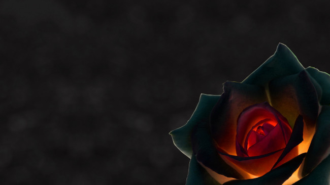 Обои картинки фото 3д, графика, flowers, цветы, роза