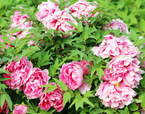 Картинка цветы пионы