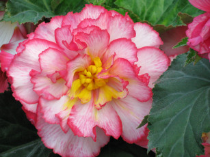 Картинка цветы бегония