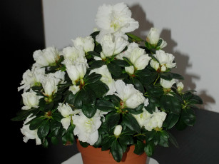 Картинка цветы рододендроны азалии азалия