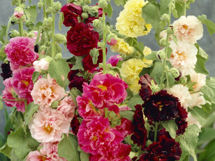 Картинка цветы мальвы мальва