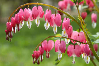 Картинка цветы дицентра разбитое сердце макро