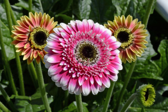 Картинка цветы герберы трио