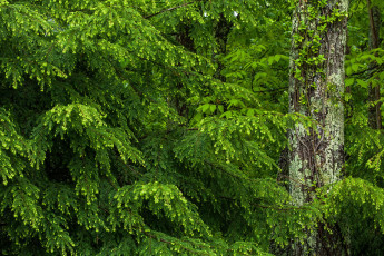 Картинка ель природа лес деревья мох