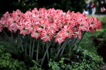 Картинка цветы амариллисы гиппеаструмы пестрый много