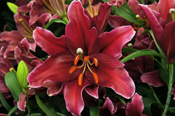 Картинка цветы лилии лилейники бордовый макро