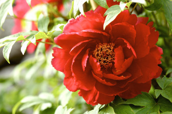 Картинка цветы пионы красный пышный