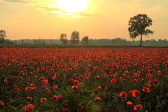 Картинка природа луга маки вечер дерево