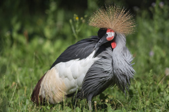 Картинка животные журавли венценосный журавль