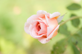 Картинка цветы розы бутон макро