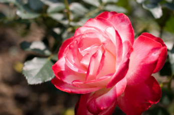 Картинка цветы розы макро бутон лепестки