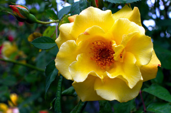 Картинка цветы розы макро лепестки